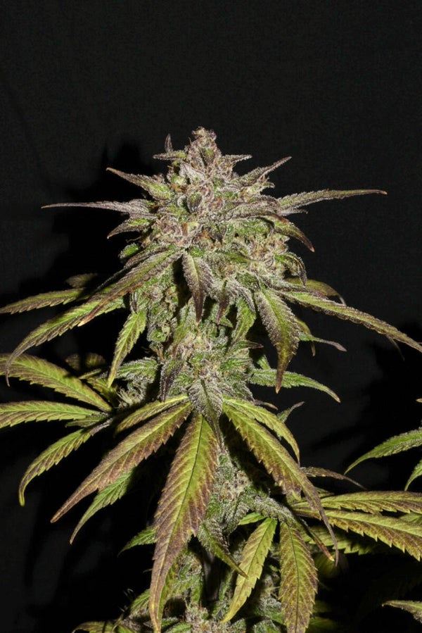 SMOOTHIE AUTO - 42FastBuds