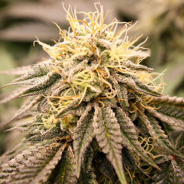SUNDOGZ - Humboldt Seed Organization