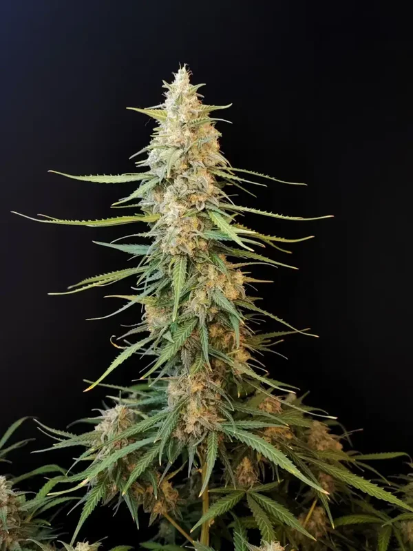 SOUR DIESEL AUTO - 42FastBuds