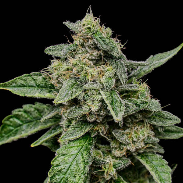 SOUR DIESEL - Royal Queen Seeds