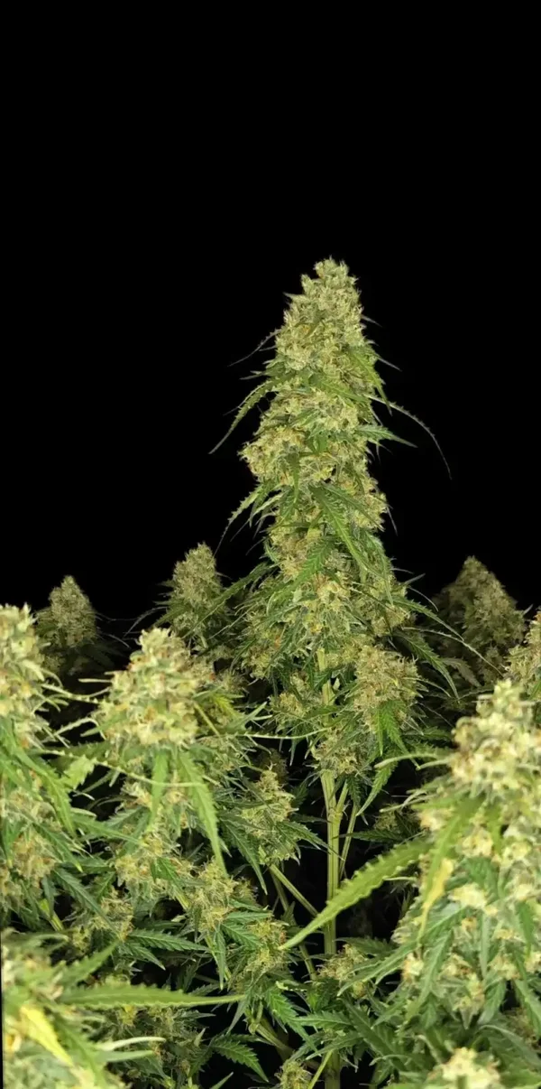SOUR JEALOUSY AUTO - 42FastBuds