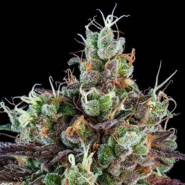 SOUR RIPPER - Ripper Seeds
