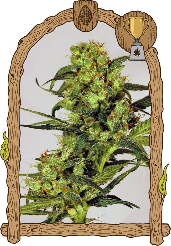 SPICY BITCH - Exotic Seeds