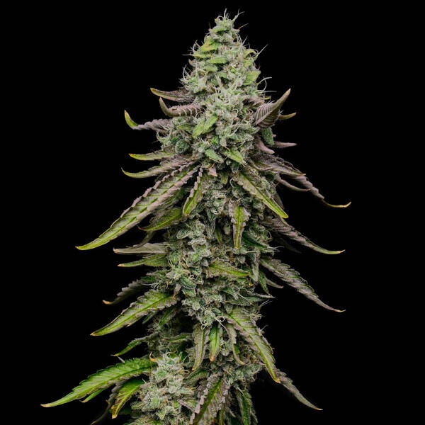 SPECIAL KUSH 1 - Royal Queen Seeds