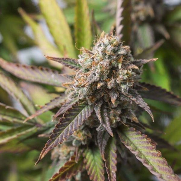 STRAWBERRY CHEMDAWG OG - Super Sativa Seed Club