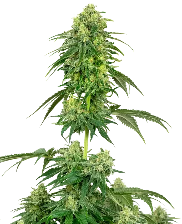 STRAWBERRY KUSH - White Label Seed Company