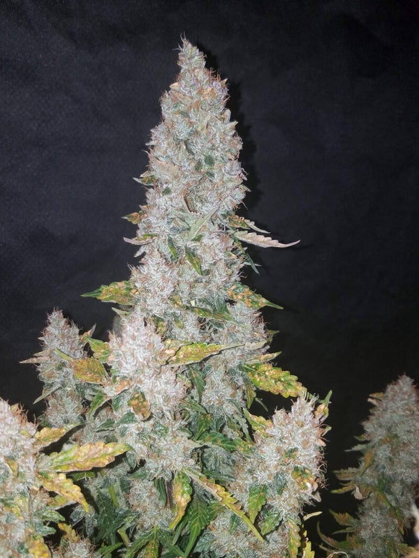 STARDAWG AUTO - 42FastBuds