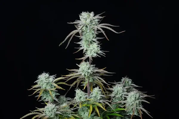 STRAWBERRY BANANA AUTO - 42FastBuds