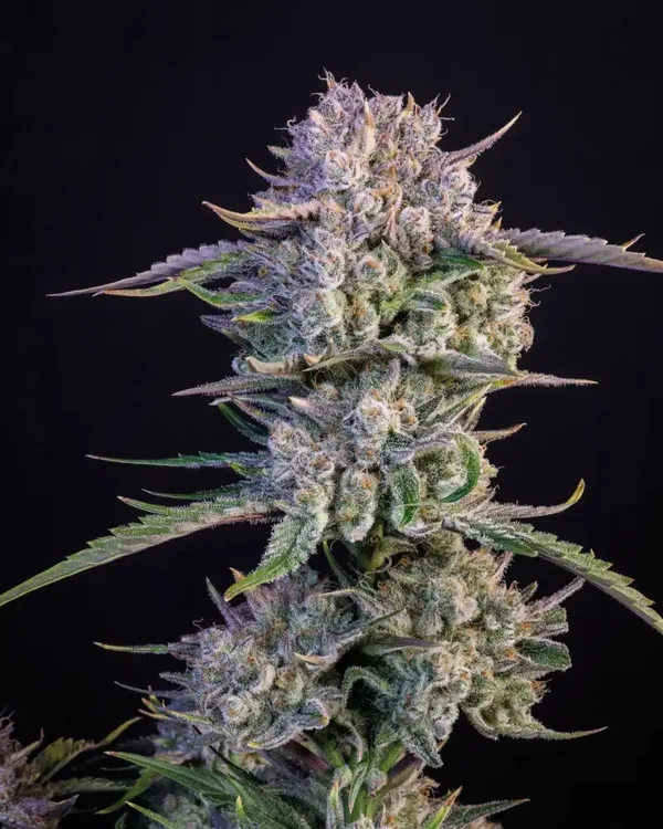 STRAWBERRY GORILLA AUTO - 42FastBuds