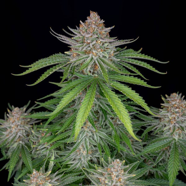 STRAWBERRY PIE AUTO - 42FastBuds