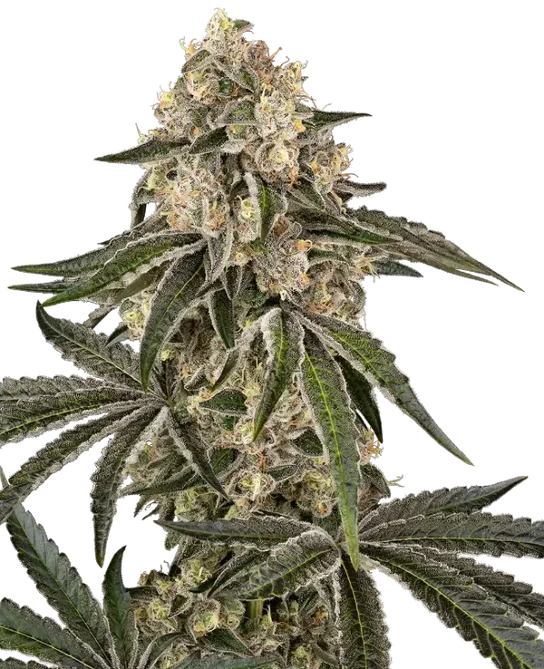 SUNSET PEACH - Sensi Seeds