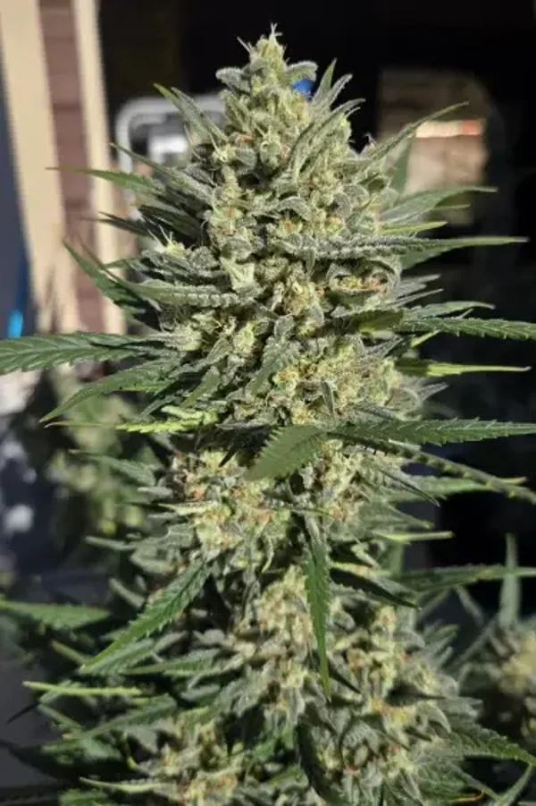 SUPER BOOF AUTO - 42FastBuds