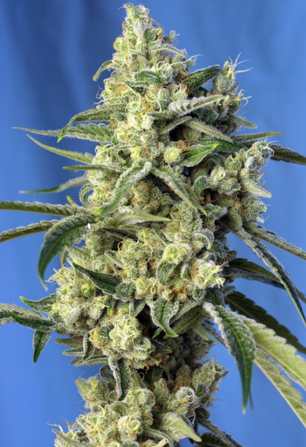 SWEET AMNESIA HAZE - Sweet Seeds