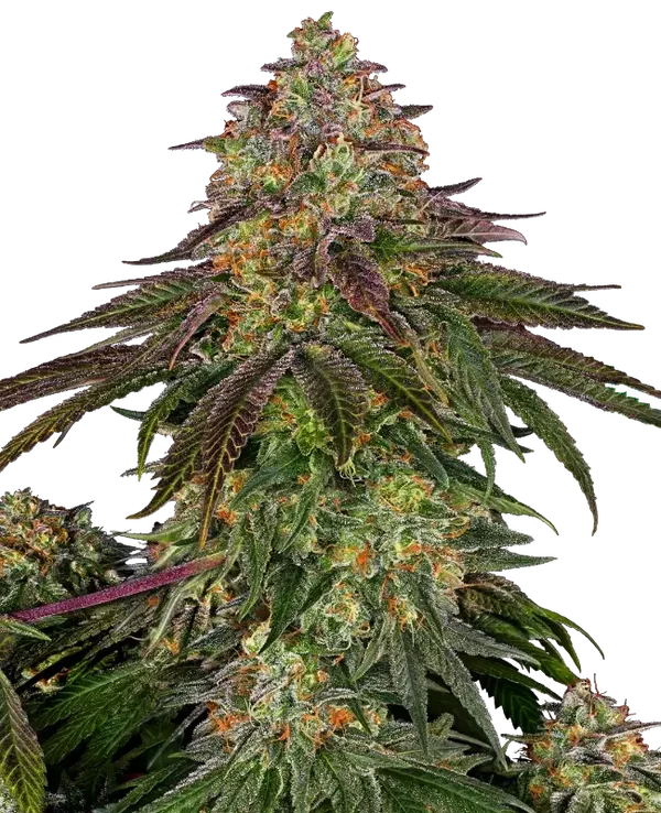 SWEET CHERRY KUSH - Sensi Seeds