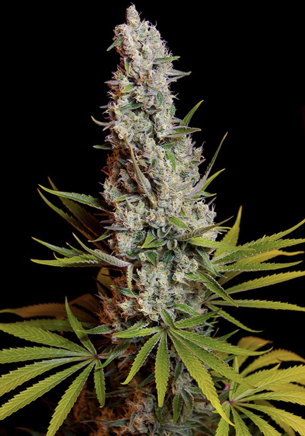 SWEET CHEESE - Sweet Seeds