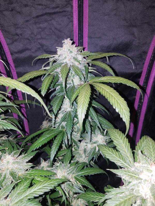 TANGIE AUTO - 42FastBuds