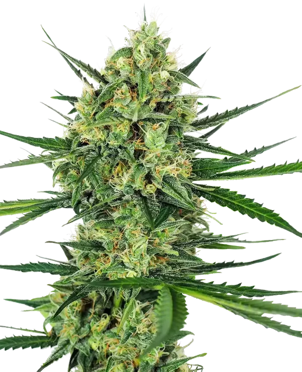 TANGERINE SUGAR - Sensi Seeds