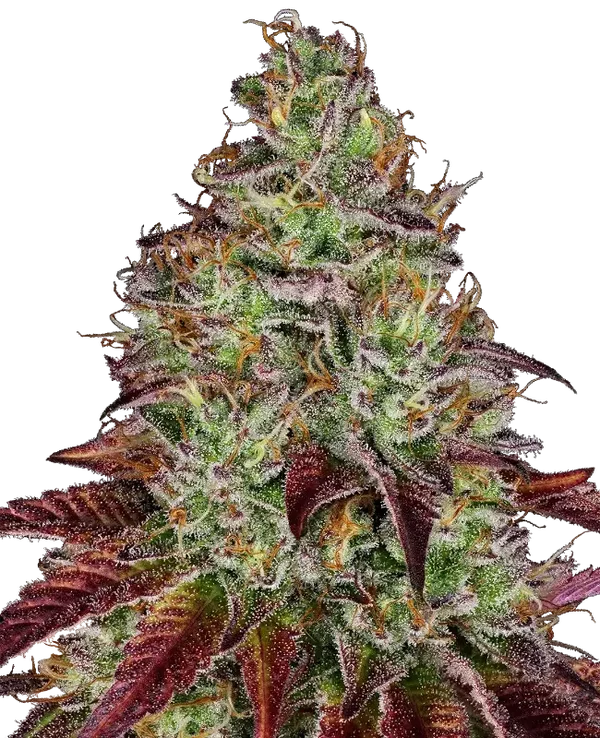 TEZLA OG - Sensi Seeds