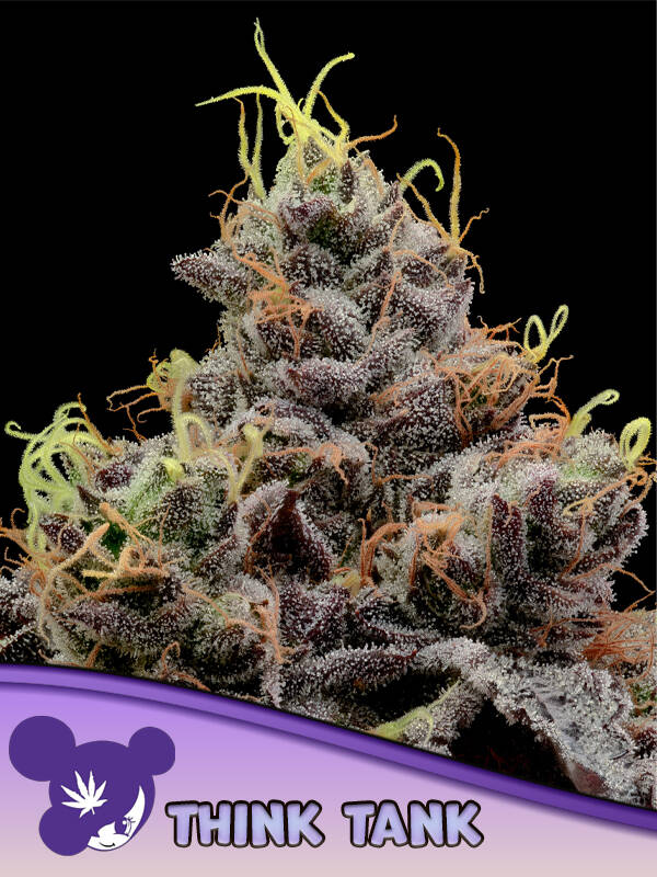 THINK TANK - Anesia Seeds