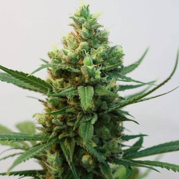 TOXIC - Ripper Seeds
