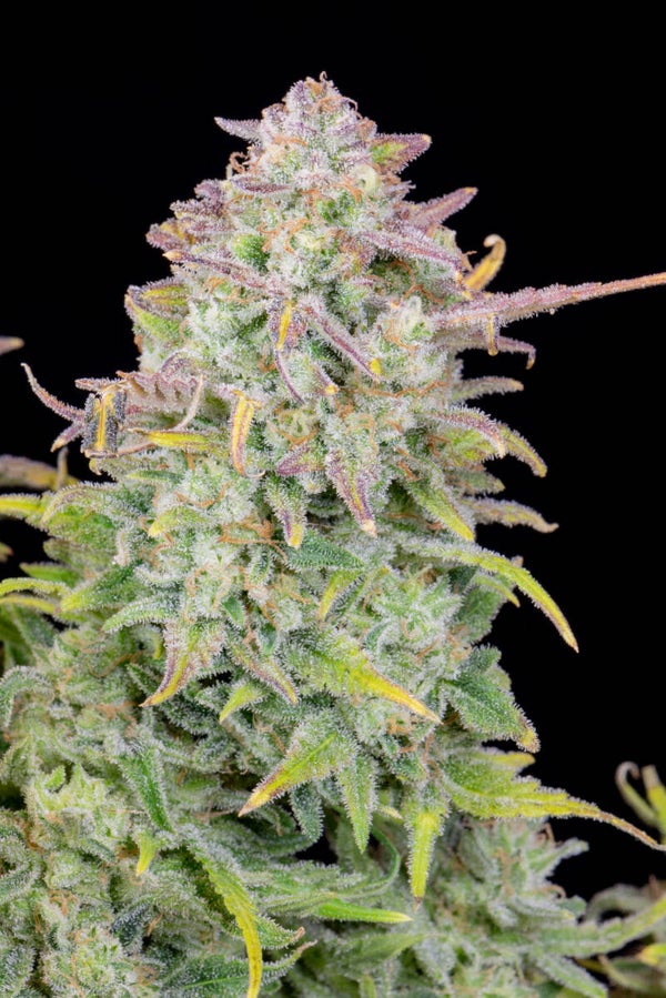 TRAINWRECK AUTO - 42FastBuds