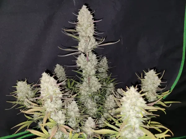 TROPICANA COOKIES AUTO - 42FastBuds