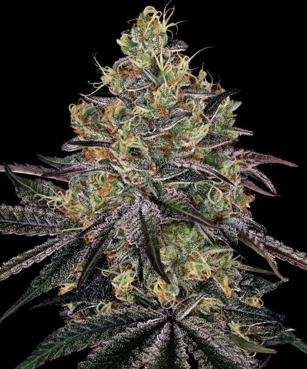 WATERMELON ZKITTLEZ - Barney's Farm