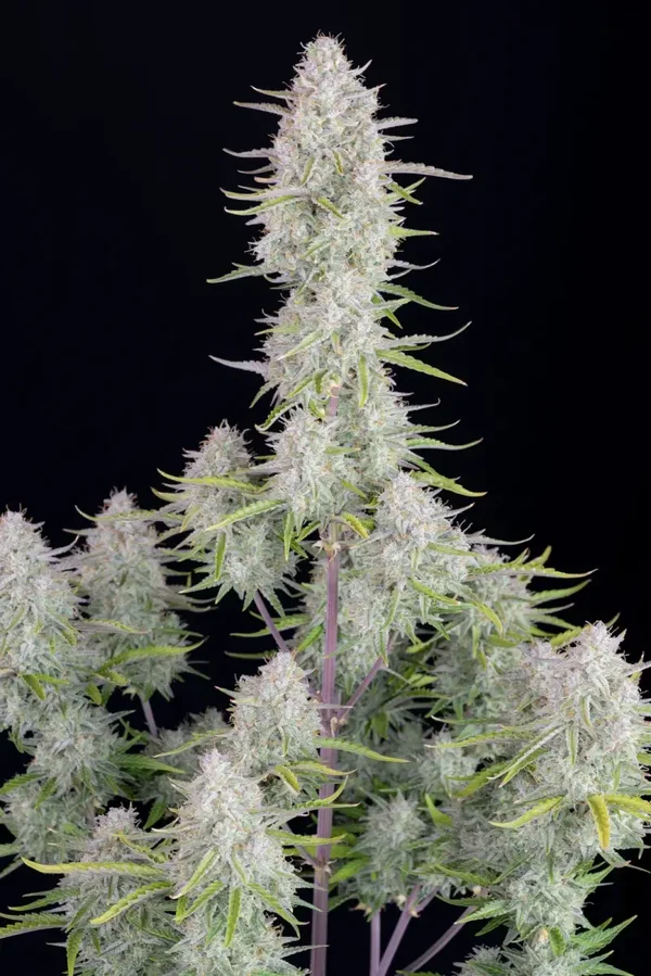 WEDDING CHEESECAKE AUTO - 42FastBuds