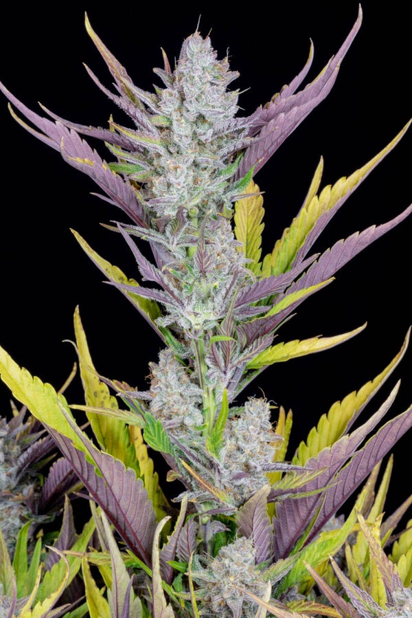 WEDDING GLUE AUTO - 42FastBuds