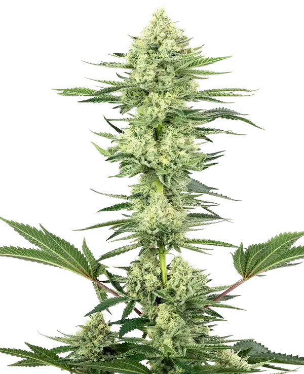 WHITE GORILLA HAZE - White Label Seed Company