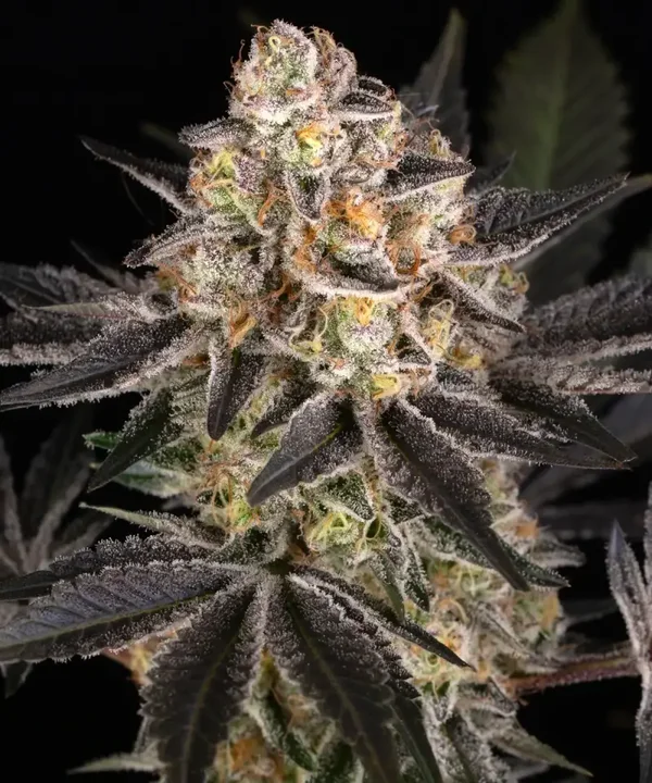 WHITE RUNTZ - Barney's Farm