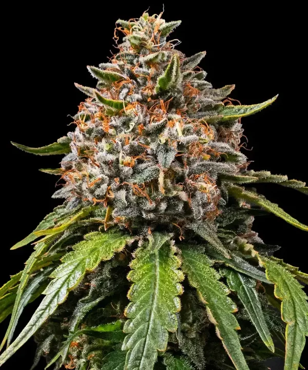 WHITE WIDOW XXL - Barney's Farm