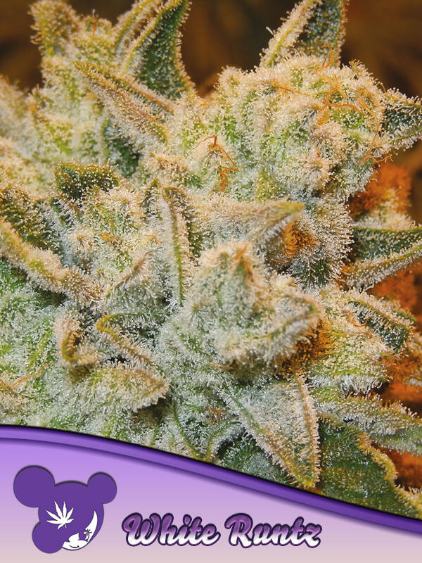 WHITE RUNTZ - Anesia Seeds