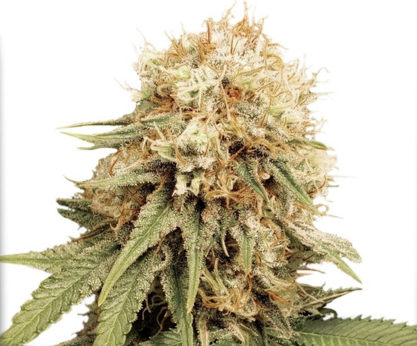 WHITE WIDOW - Dutch Passion