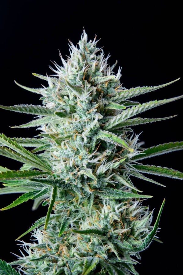 WHITE WIDOW AUTO - 42FastBuds