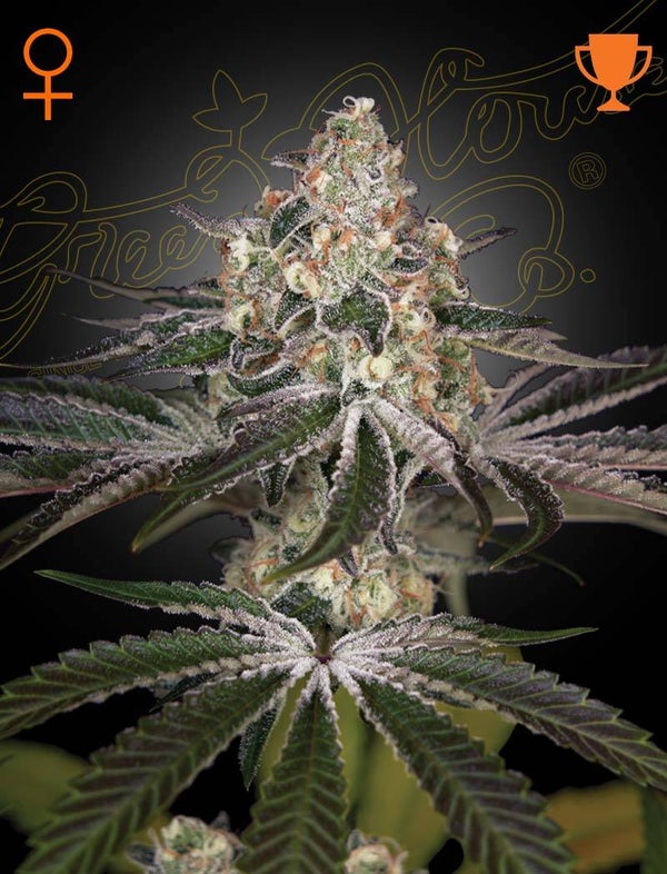 WHITE WIDOW - Green House Seed Co.