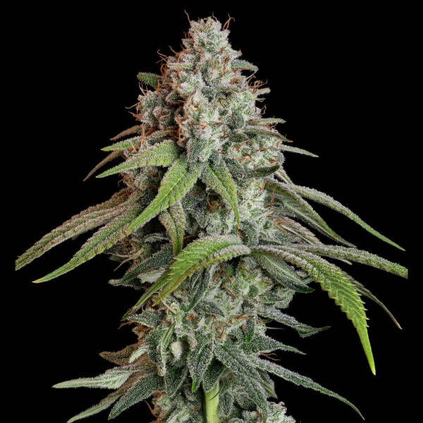 WHITE WIDOW - Royal Queen Seeds