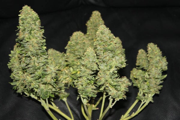WEST COAST OG AUTO - 42FastBuds