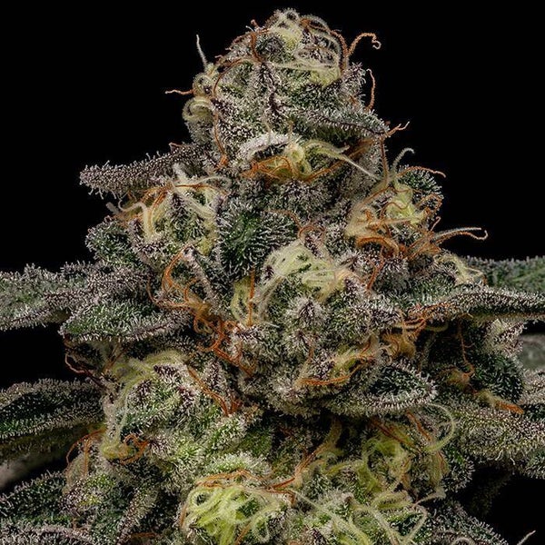 ZOMBIE BRIDE - Ripper Seeds