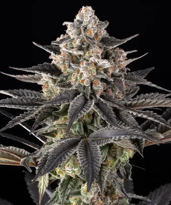ZOAP - Barney's Farm