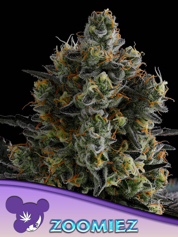 ZOOMIEZ - Anesia Seeds