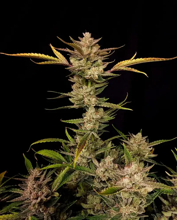ZTRAWBERRIEZ AUTO - 42FastBuds