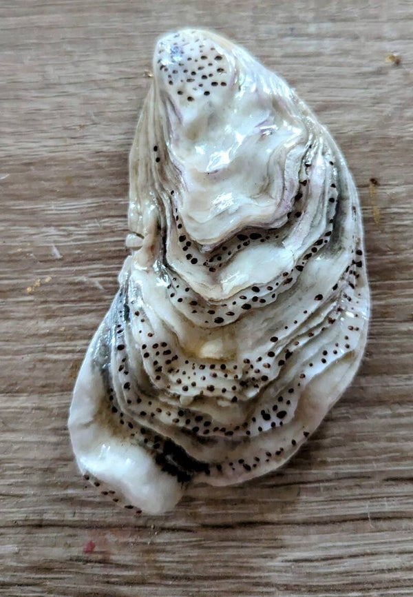 Coquille d'huître peinte