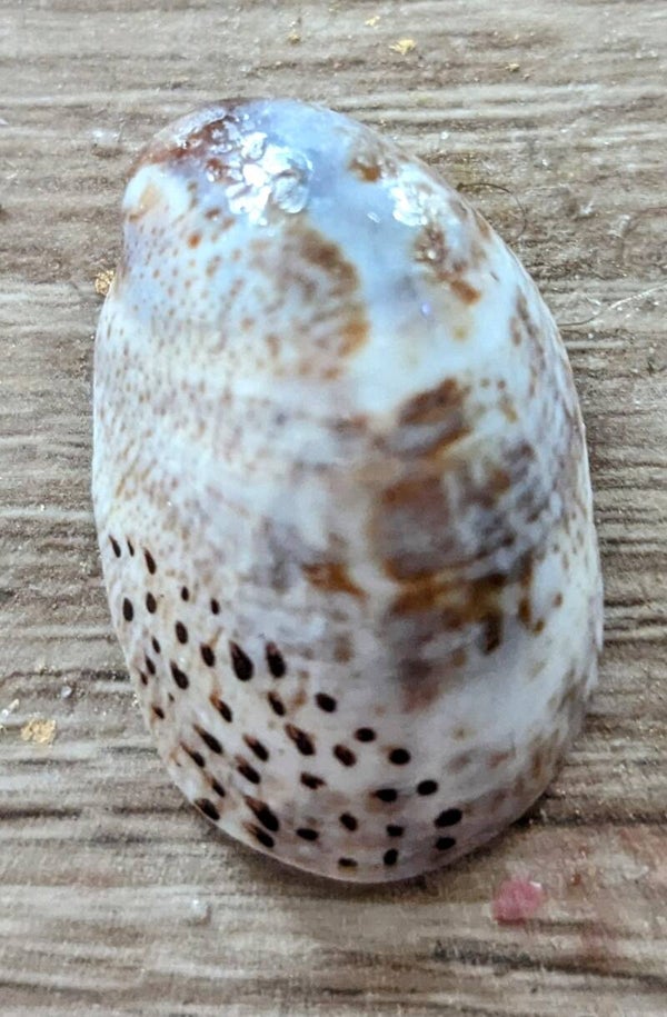 Mini coquillage peint