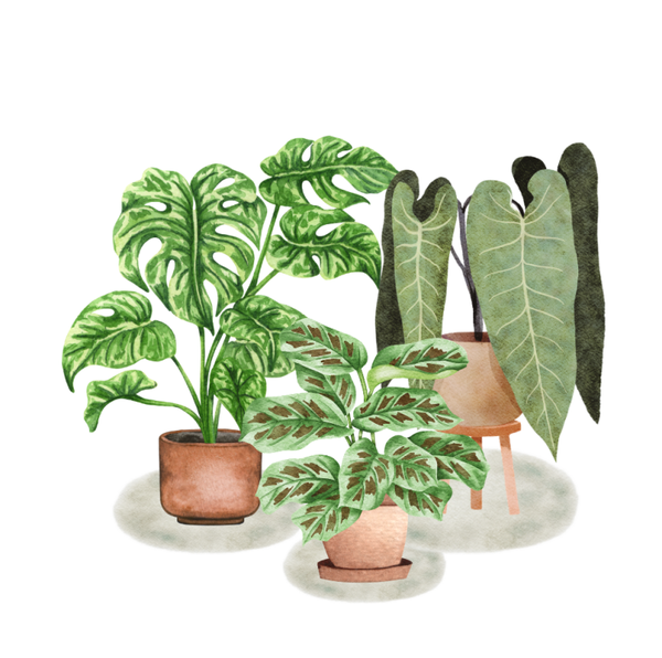 Dubbele wenskaart - Blanco kaart planten trio