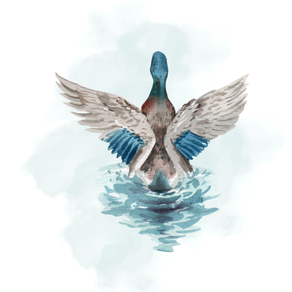 Dubbele wenskaart - Kaart gefeliciteerd eend water