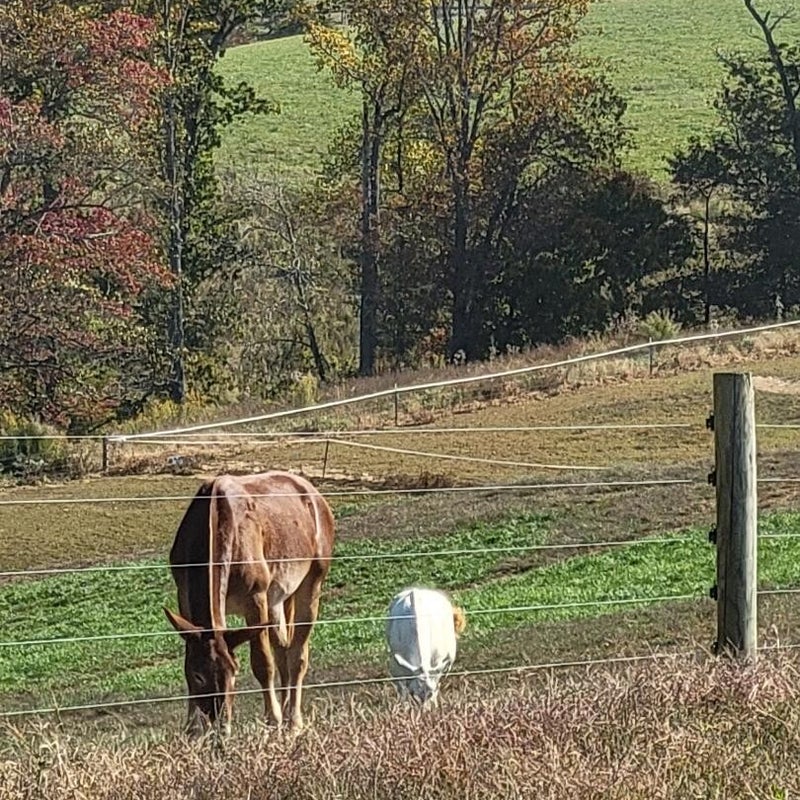 fall-animals-standard.jpg