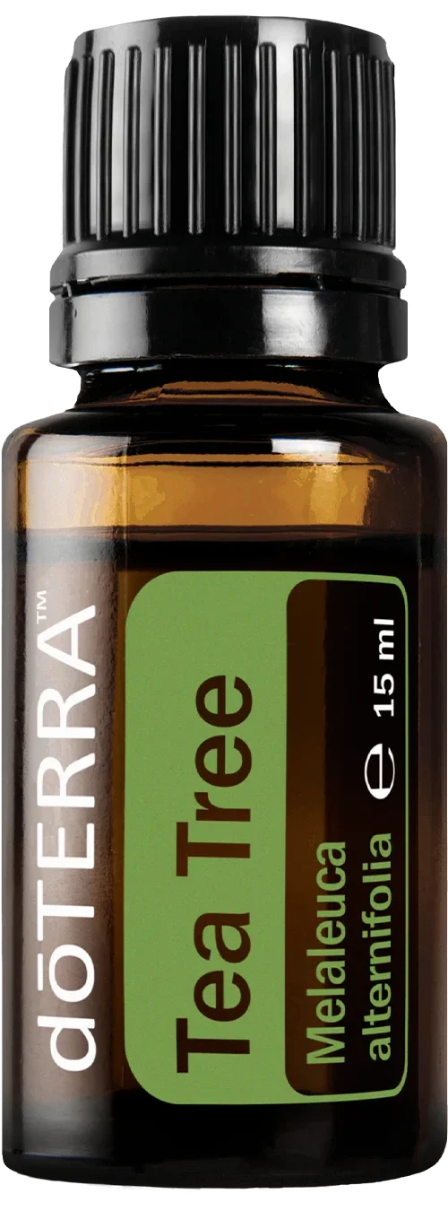 Tea Tree "Melaleuca alternifolia " Normale prijs