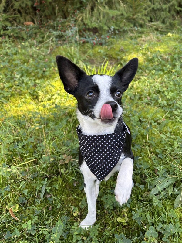 Hundehalstuch in Schwarz mit weißen Punkten – Eleganter Charme für deinen Vierbeiner!