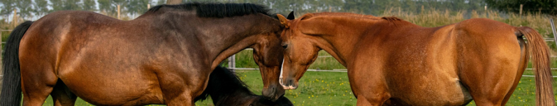 In2 Equine Coach - Coachsessie 'Aarden met paarden' - Om vast te stellen of een coachtraject paardencoaching iwel wat voor jou is.